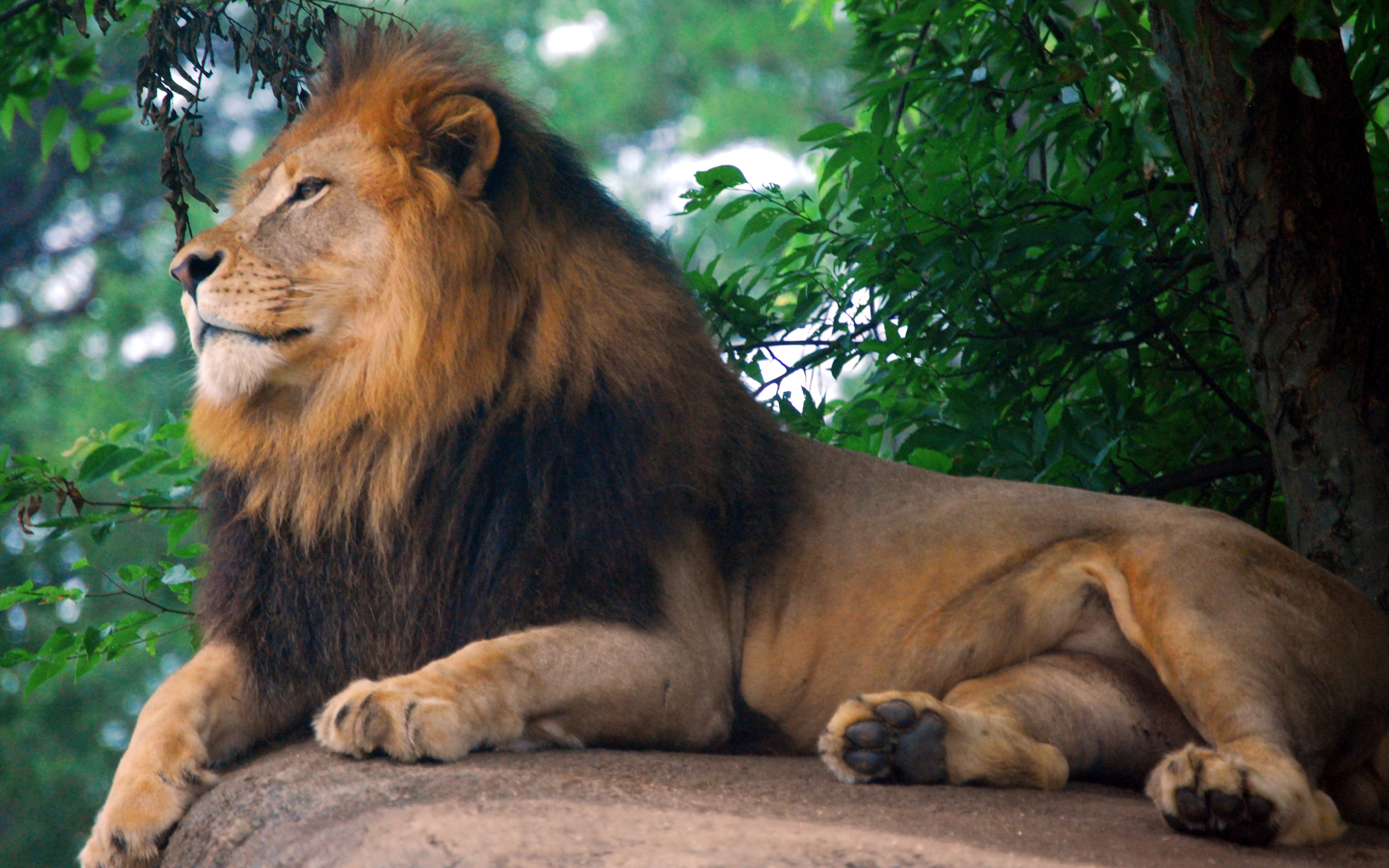 Lion King of Zoo7280419275 - Lion King of Zoo - Lion, King, Forest